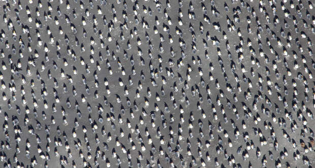 king penguins