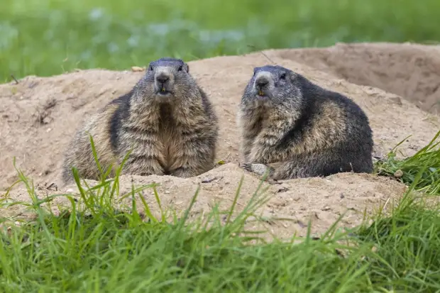 "Самая сильная армия Европы" вынудила своих бойцов есть сурков и зайцев
