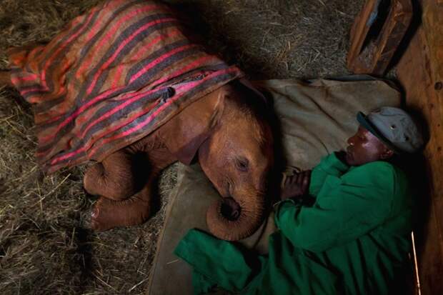 3. Слоновий приют в Найроби вокруг света, интересное, фото