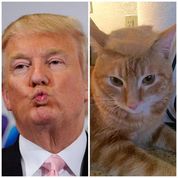Почему Трампу нужно срочно завести котика? Почему Трампу нужно срочно завести котика? сша, белый дом, трамп