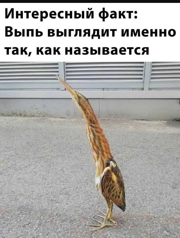 картинки с приколами для поднятия настроения (7)