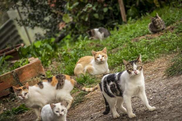 Очень колоритные уличные коты город, домашние животные, кот, улица, уличные коты, эстетика