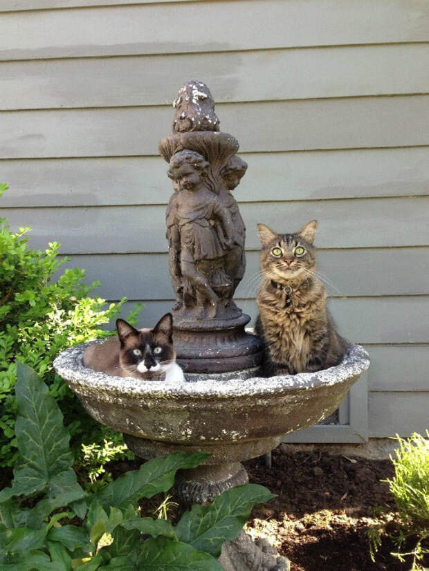Сладкая парочка в фонтане. | Фото: Pinterest.