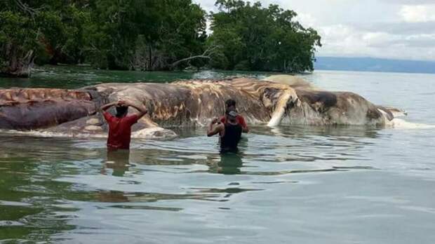 На берег Индонезии выбросило тушу таинственного существа индонезия, существо