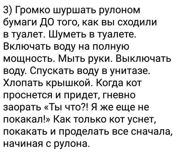 Наш ответ хвостатым животные, кошка, юмор