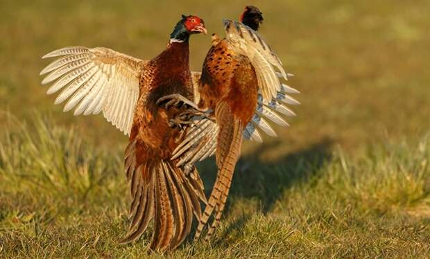 Блог Павла Аксенова. Фазан обыкновенный (Phasianus colchicus). Фото MennoSchaefer - Depositphotos