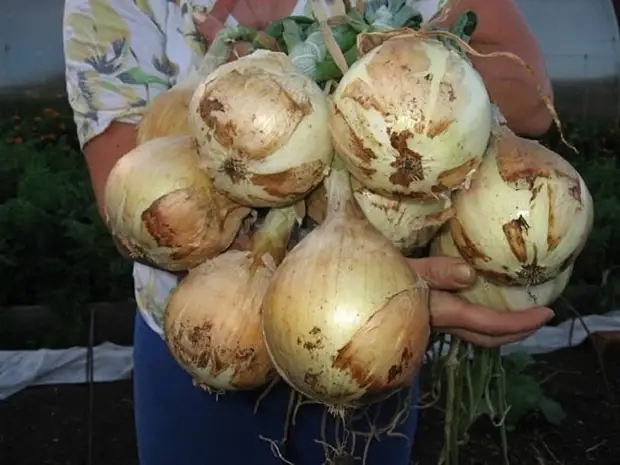 Как вырастить действительно крупный лук