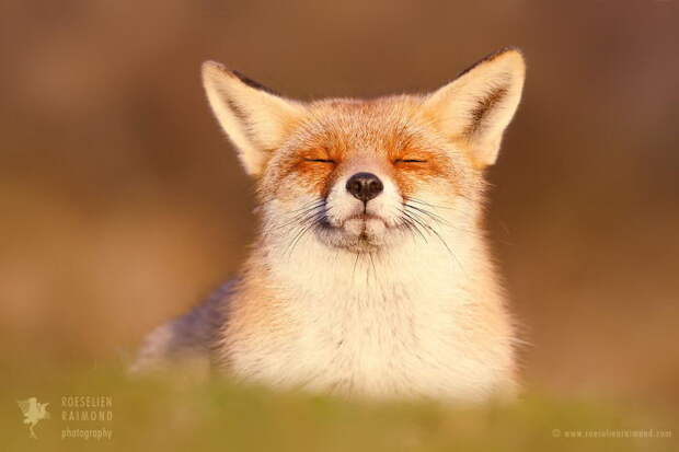 Дикие лисы в фотографиях Roeselien Raimond