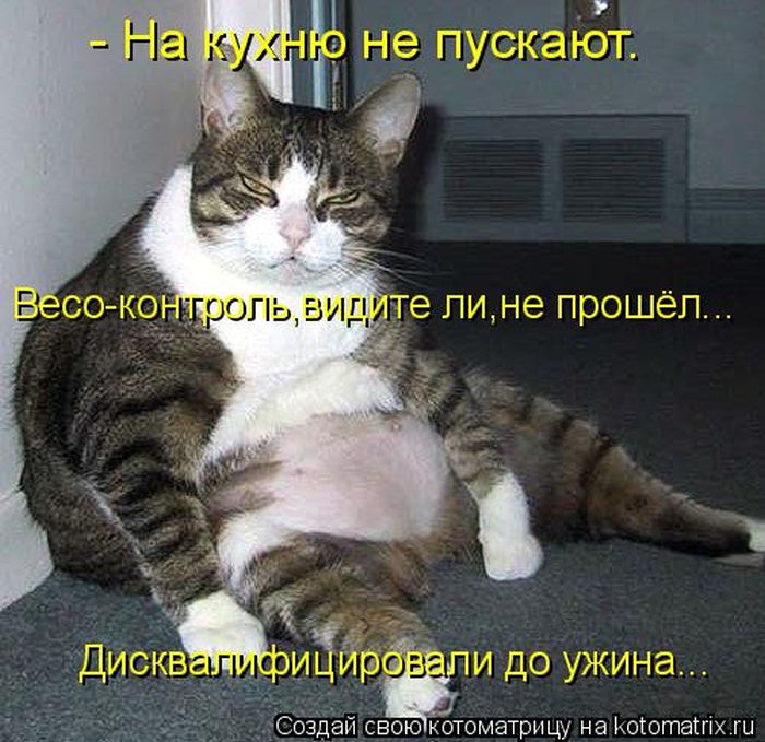 Лучшие котоматрицы недели (50 фото)