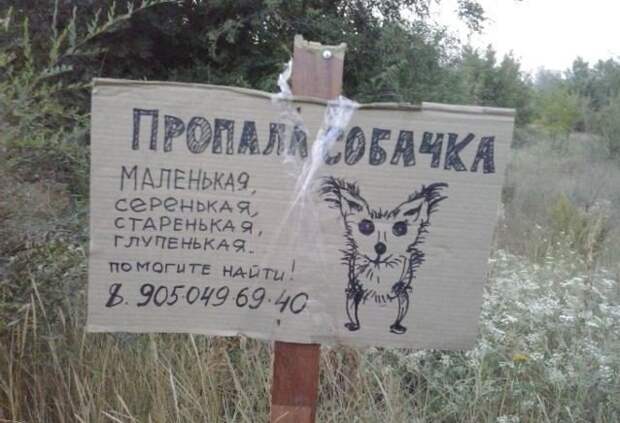 Необычайно забавные объявления о поиске пропавших животных