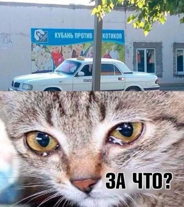 Прикольные фотомемы (23 шт)