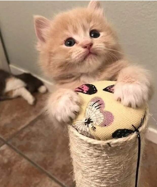 Котенок точит когти Котенок играет