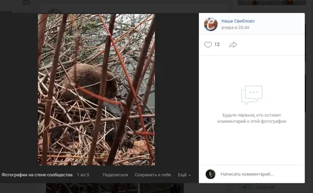 Фото дня: бобёр в Свиблове собрал вокруг себя толпу зрителей