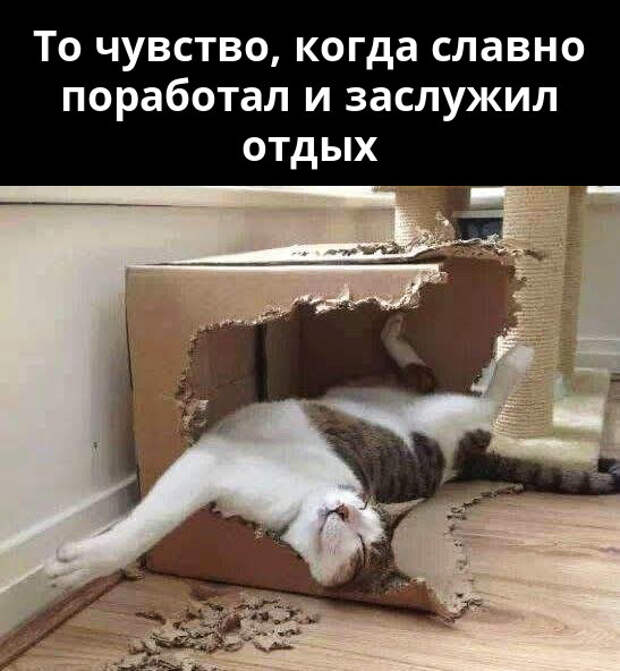 изображение: То чувство, когда славно поработал и заслужил отдых #Котоматрицы