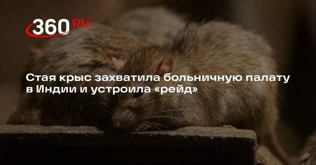 NTK: крысы захватили палату с пациентами в больнице в Индии