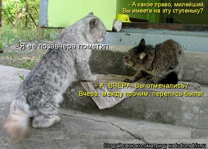 Лучшие котоматрицы недели (50 фото)