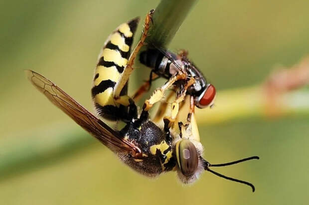 Ученые обеспокоены таинственным исчезновением насекомых по всему миру