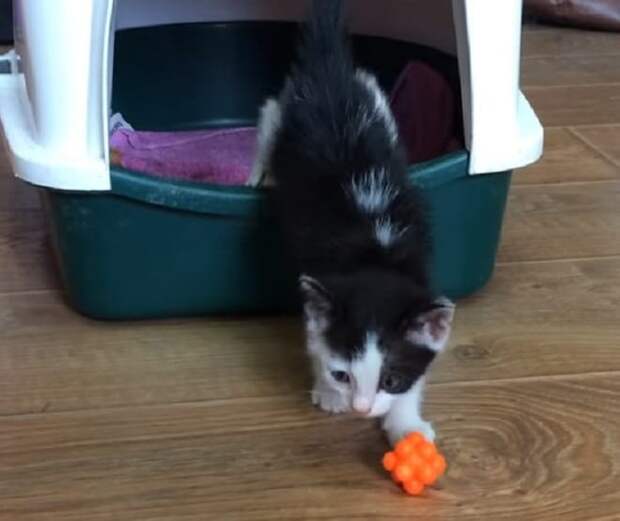 Котенок боится Котенок стоит