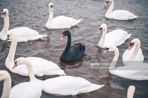 Black-Swan