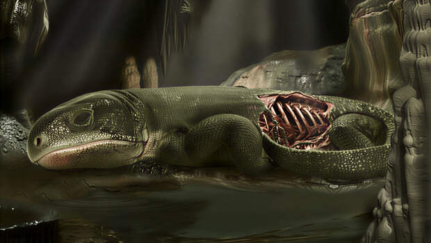 Окаменелость мумии возрастом 289 миллионов лет