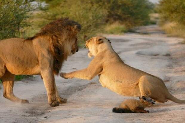 Два льва приблизились к раненому лисенку... Затем произошло то, что не поддается объяснению!