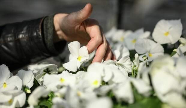 МГУ объединил 30 тыс. россиян в крупнейшем ботаническом проекте страны