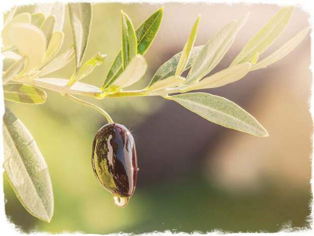 olivi-list