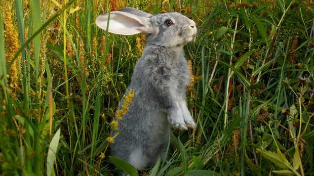 Почему у кроликов такие длинные уши: объяснение для детей и советы родителям