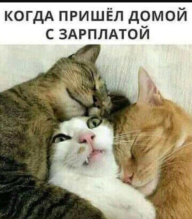 Приколы в картинках свежие (9)