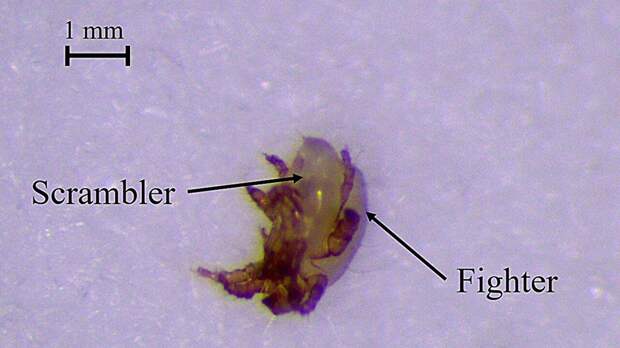 борьба двух самцов