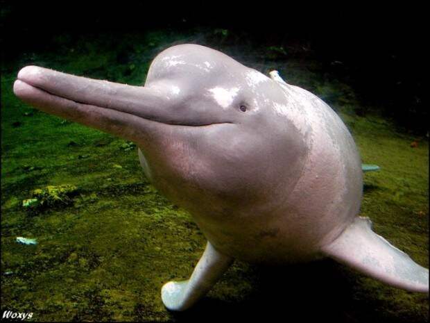 Амазонский дельфин или иния (лат. Inia geoffrensis)(англ. Amazonas Dolphin или River Pink Dolphin)