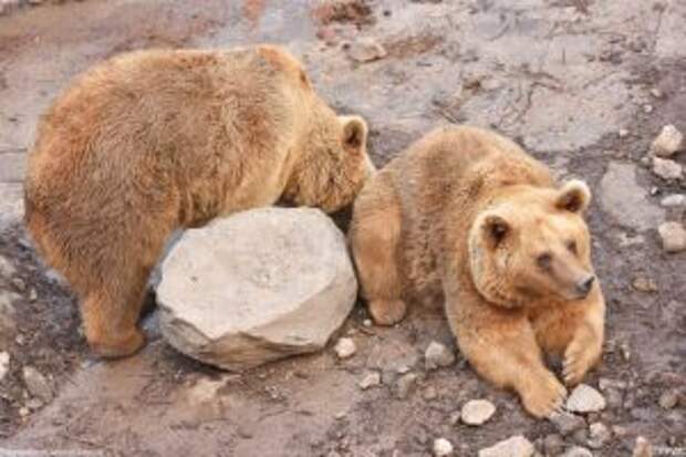 bears-saved-armenian-factory7