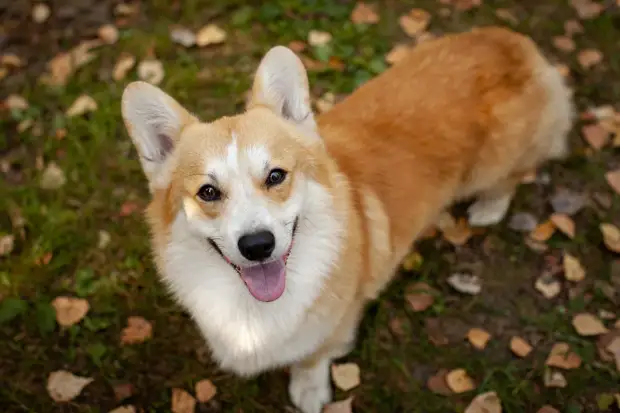 Вельш-корги - именно эта порода собаки была у Усольцевых