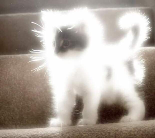 Смешные и забавные кошки, которые поднимут настроение (23 фото)