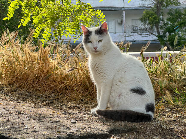 В Прикамье завершилось расследование уголовного дела о сожжении кошек на птицефабрике