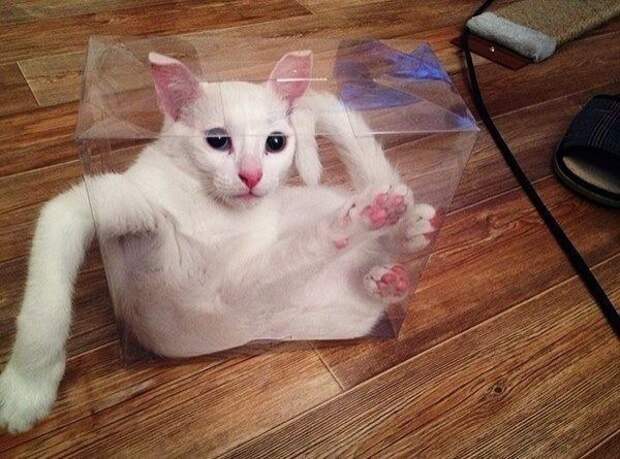 Коты, которых жизнь завела в тупик Коты, которых жизнь завела в тупик животные, коты