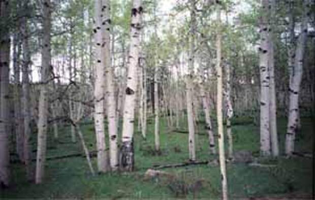 березы