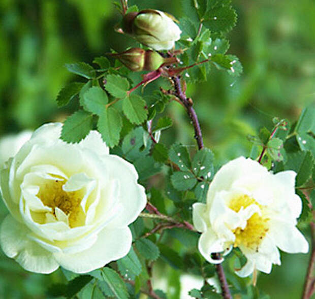 Rosa_spinosissima