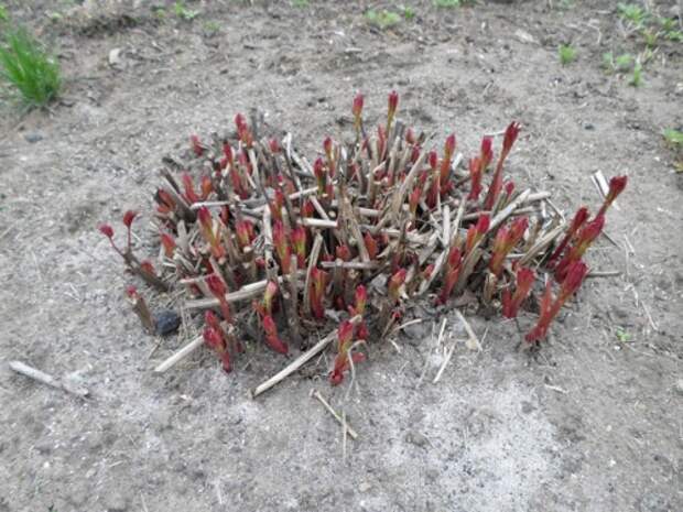 Древовидный пион подрезка. Подкормка пионов. Ростки пиона. Пионы весною. Пионы после зимы.