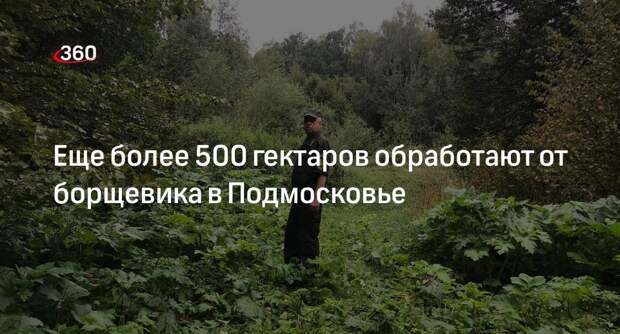 Еще более 500 гектаров обработают от борщевика в Подмосковье