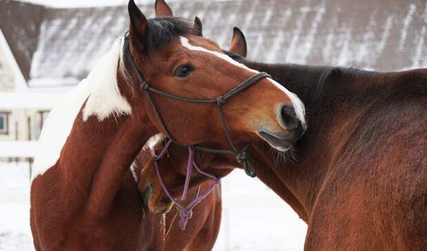 В Нижегородской области появится центр реабилитации лошадей
