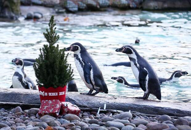 Обитателям лондонского зоопарка вручили рождественские подарки