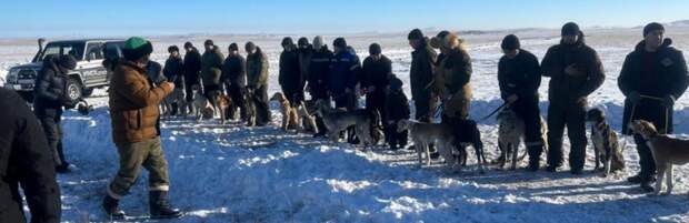 В Карагандинской области выбрали самого быстрого щенка тазы