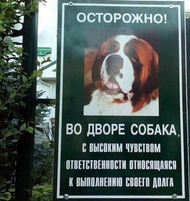 Пес с высокими моральными принципами! Пес с высокими моральными принципами