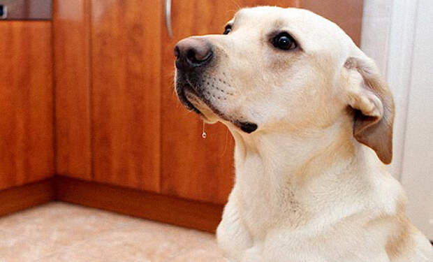 Собака съела шаурму за 1 секунду и видео захотели увидеть 32 миллиона человек