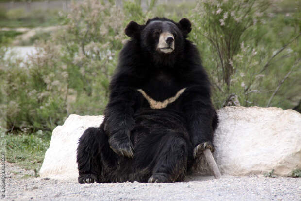 Картинки по запросу фото гималайский медведь
