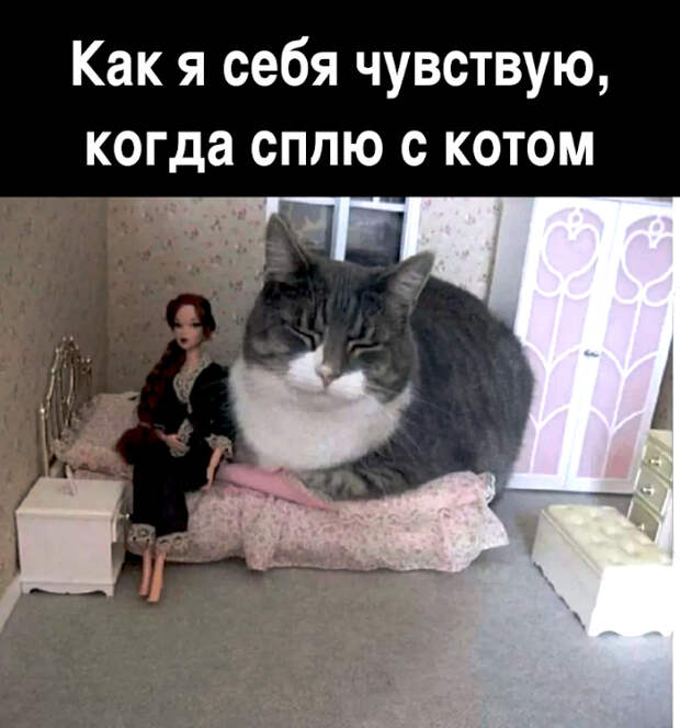 изображение: Как я себя чувствую, когда сплю с котом #Котоматрицы