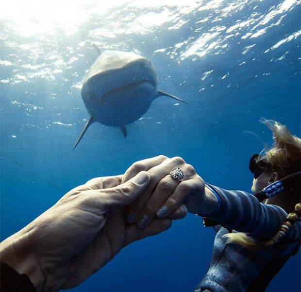 У берегов Гавайев замечен самый крупный экземпляр белой акулы