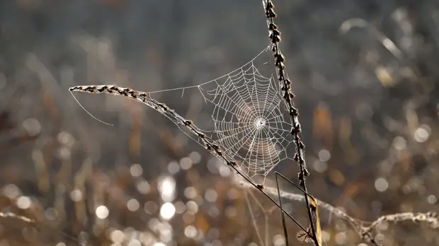 Вильфанд предупредил об аномально тёплой погоде в ряде регионов
