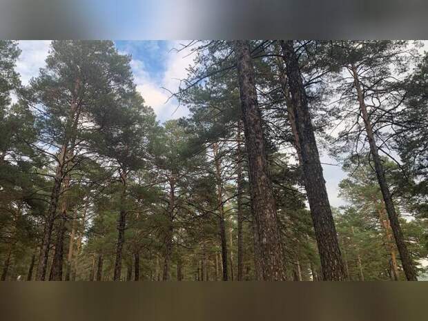 Пожарные выполняют работы по уходу за лесом